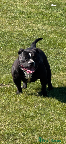 American Bully dogs - Advert 1