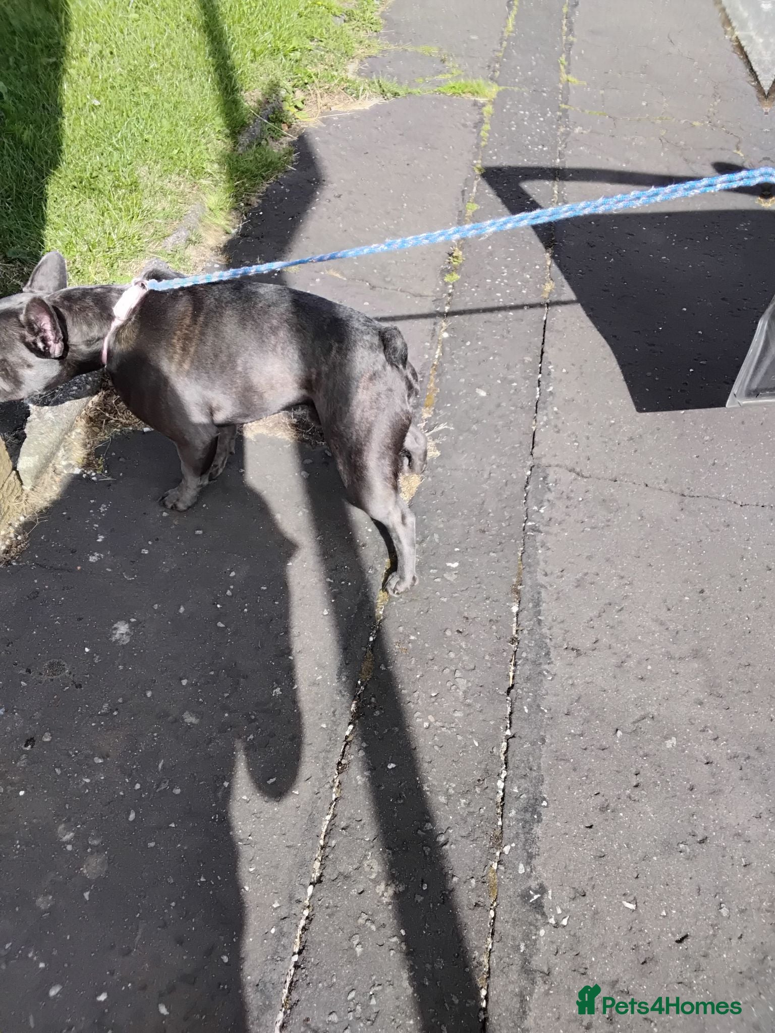 French Bulldog dogs Selling my dog - Advert 4