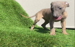 Whippet dogs for sale: Kc whippet pups  - Image 31