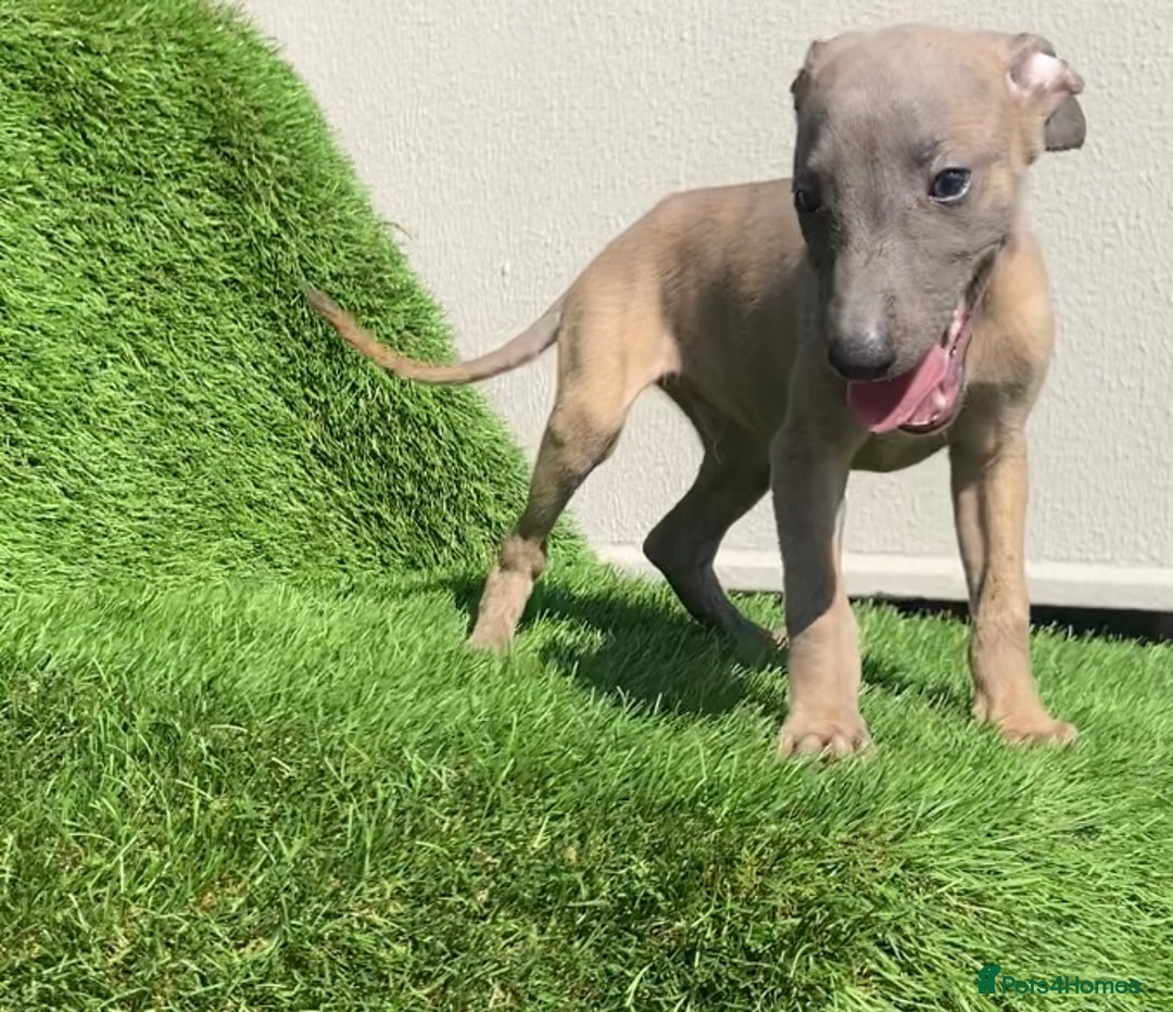 Whippet dogs for sale: Kc whippet pups  - Image 31