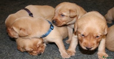 Labrador Retriever dogs - Advert 5