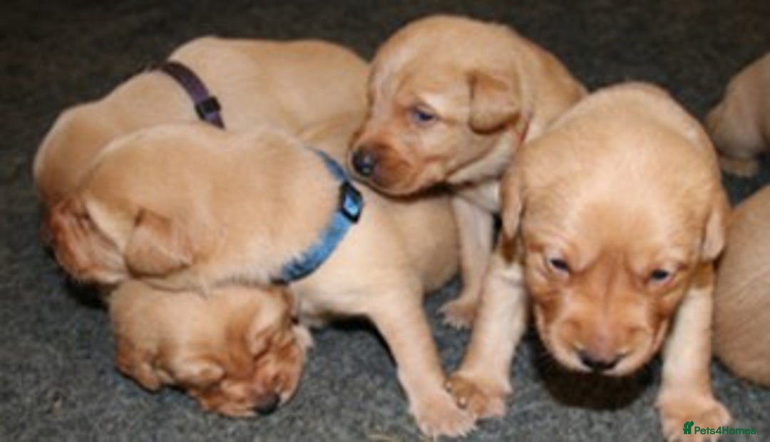 Labrador Retriever dogs for sale: Red Fox Labs : Health Checked-KC Reg-FTCH Pedigree - Image 3