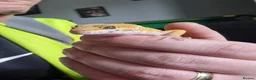 Leopard Gecko reptiles for sale: Leopard Gecko with 3FT Vivarium Set Up in Leyland - Advert 3