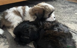 Maltipoo dogs for sale: Maltipoo puppies  - Image 16