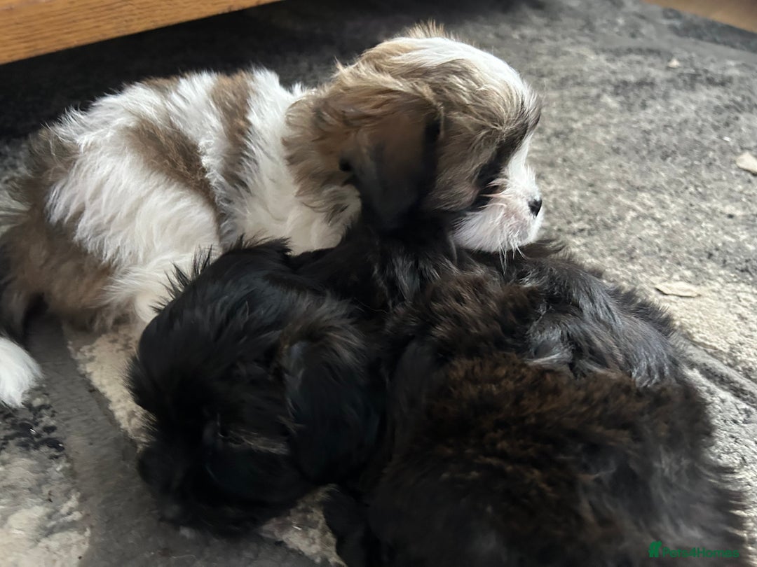 Maltipoo dogs for sale: Maltipoo puppies  - Image 16