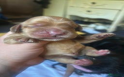 Cocker Spaniel dogs for sale: Cocker spaniel puppies - Image 9