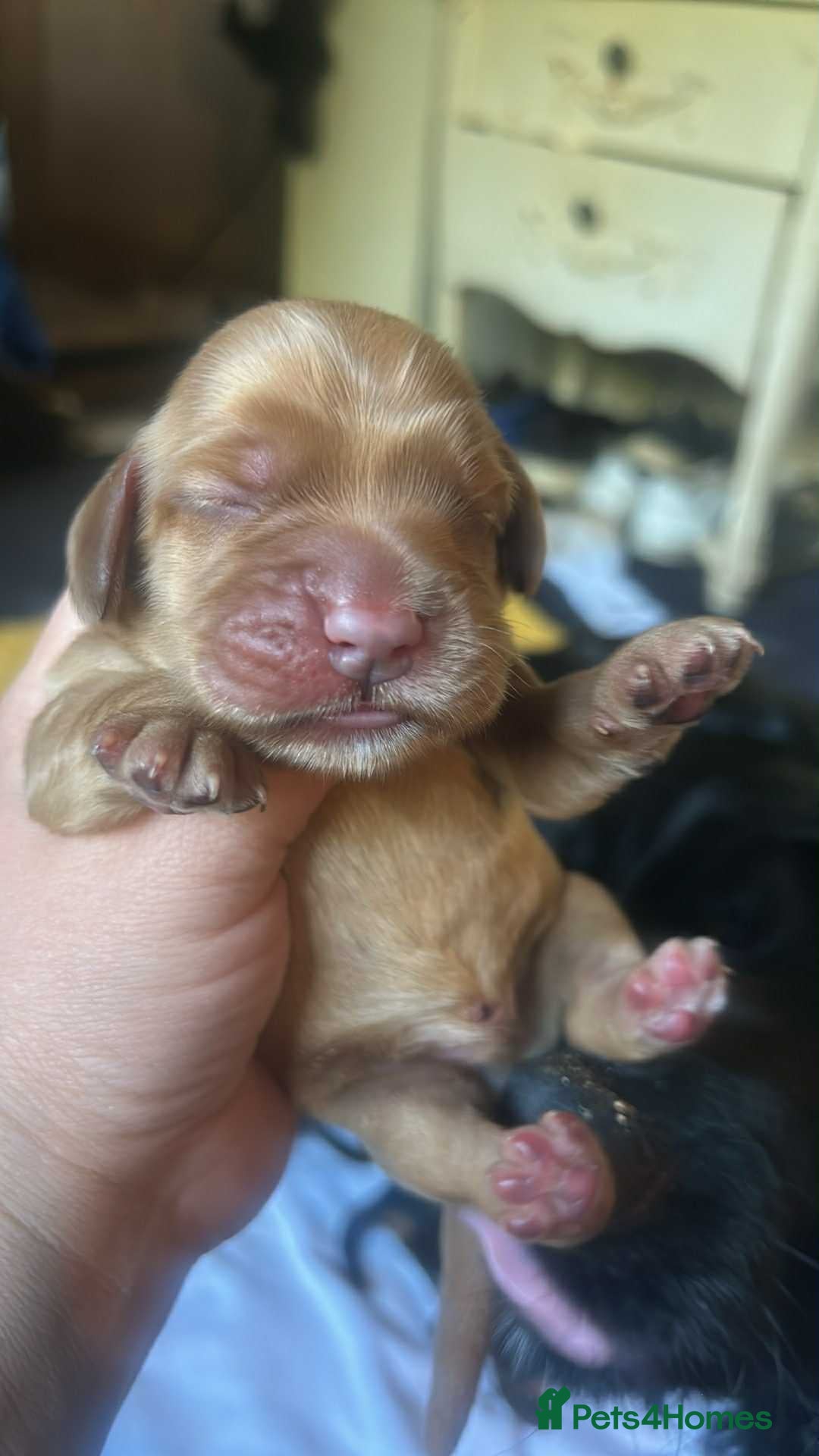 Cocker Spaniel dogs for sale: Cocker spaniel puppies - Image 9