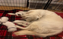 Golden Retriever dogs for sale: Eight Pure English Golden Retriever Puppies! - Image 7