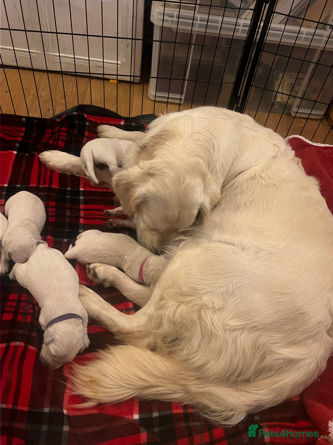 Golden Retriever dogs for sale: Eight Pure English Golden Retriever Puppies! - Image 7