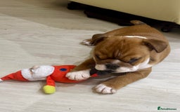 English Bulldog dogs for sale: 2 Healthy Bitch Puppys Available To The Best Homes - Image 2