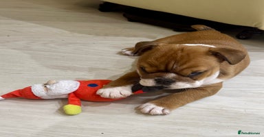 English Bulldog dogs - Advert 3
