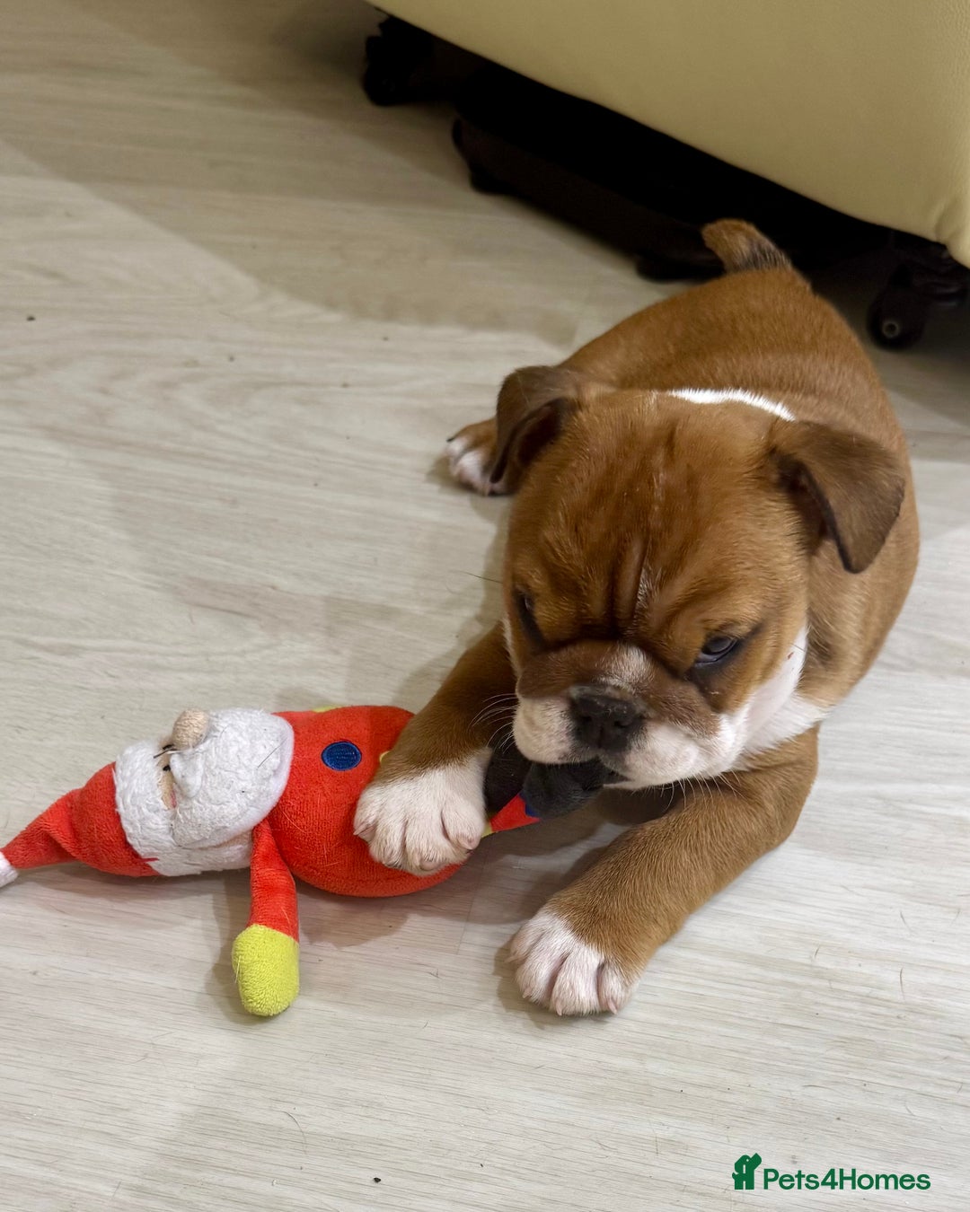 English Bulldog dogs for sale: 2 Healthy Bitch Puppys Available To The Best Homes - Image 2