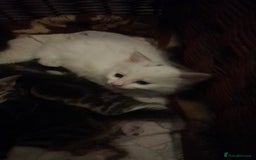 British Longhair cats for sale: White kitten for sale  - Advert 2