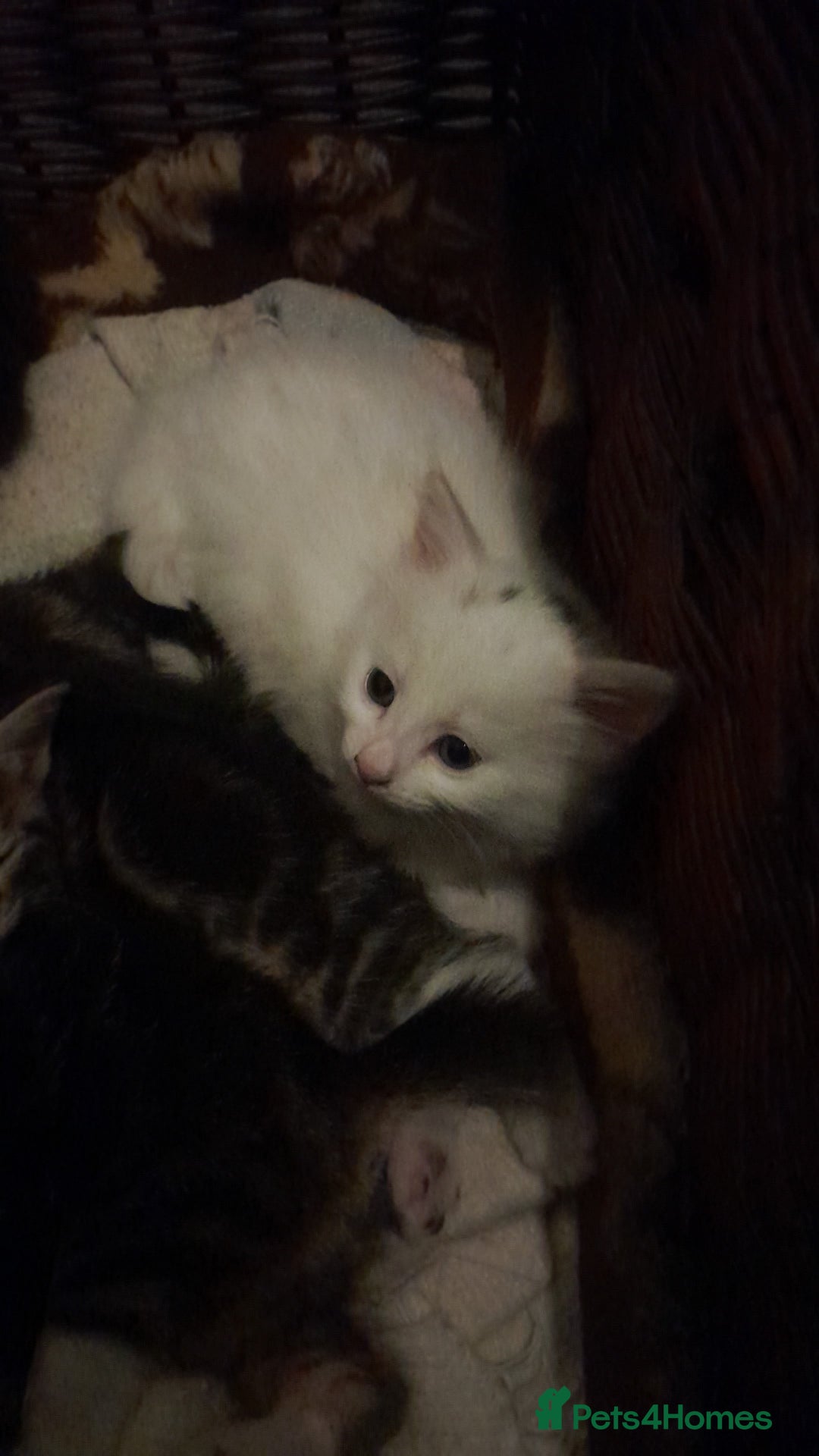 British Longhair cats for sale: White kitten for sale  - Advert 2