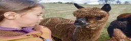 Alpaca livestock for sale: Very Special breeding  group of 7 stunning Alpaca in Llandovery - Advert 9