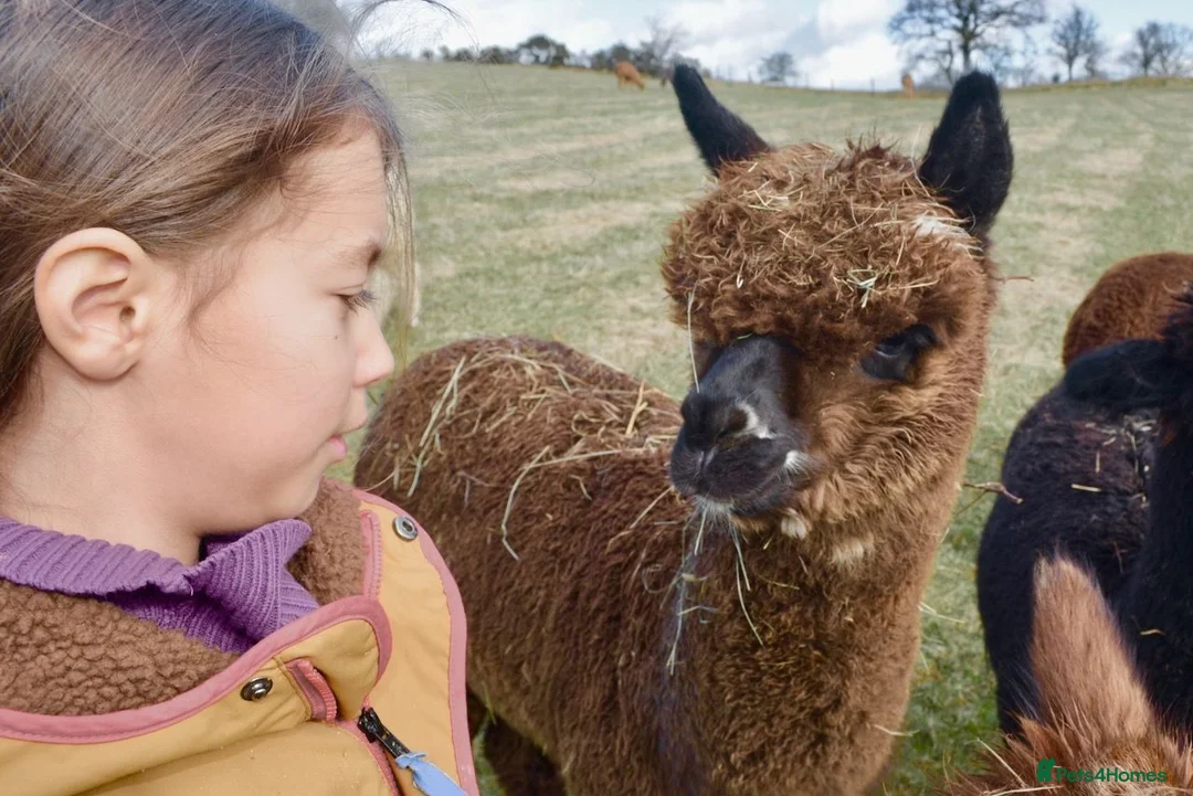 Alpaca livestock for sale: Very Special breeding  group of 7 stunning Alpaca in Llandovery - Advert 9