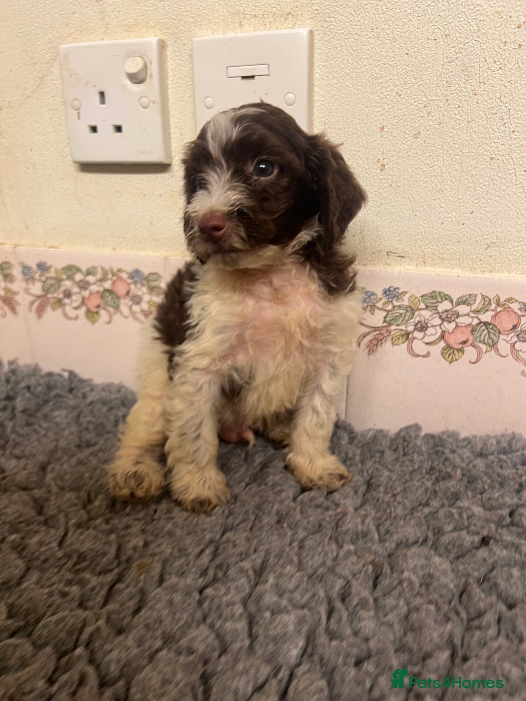 Cockapoo dogs for sale: Beautiful Chocolate and Merle F1 babies - Image 6
