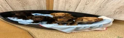 Cocker Spaniel dogs for sale: Kc registered cocker spaniel puppies  - Advert 5