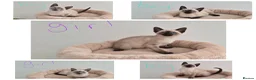 Siamese cats for sale: The Best Traditional Siamese Kittens - Advert 1