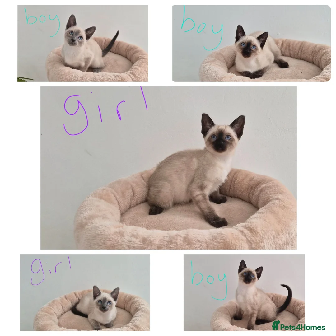 Siamese cats for sale: The Best Traditional Siamese Kittens - Advert 1