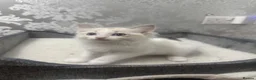 Ragdoll cats for sale: Stunning Ragdoll kittens - Advert 4