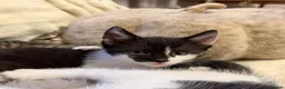 Mixed Breed cats for sale: 3 x Black & white kittens, 1 x boy, 2 x girl in Port Talbot - Advert 9