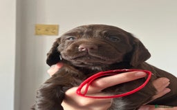 Cocker Spaniel dogs for sale: READY 31st Aug KC Pedigree Working Cocker Puppies - Image 18