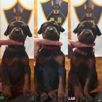 Dobermann dogs 🐾 Females available/KC reg🐾 Top Pedigree - Advert 11