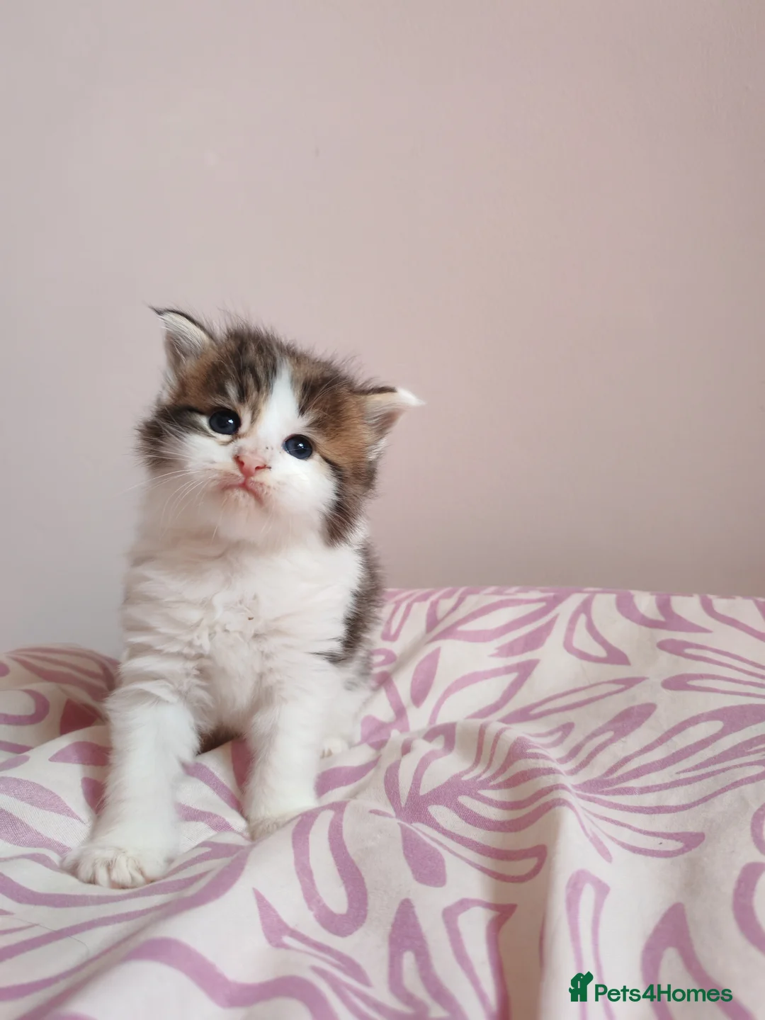 Maine Coon cats for sale: Beautiful Maine Coon Kittens  - Advert 18