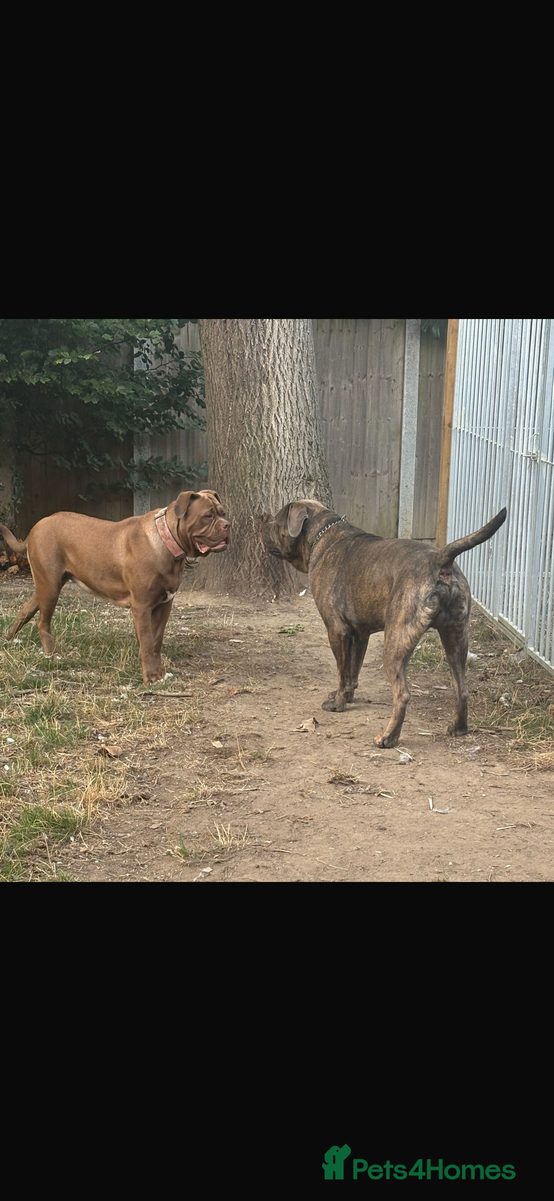 Mixed Breed dogs for sale: Puppies for Sale!! - Advert 3