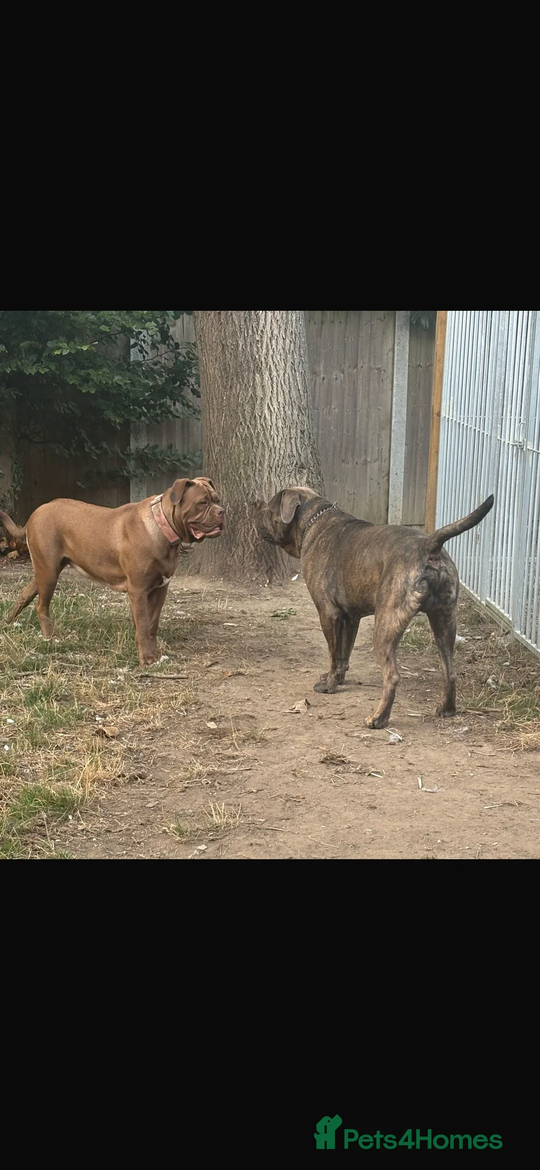 Mixed Breed dogs for sale: Puppies for Sale!! - Advert 3