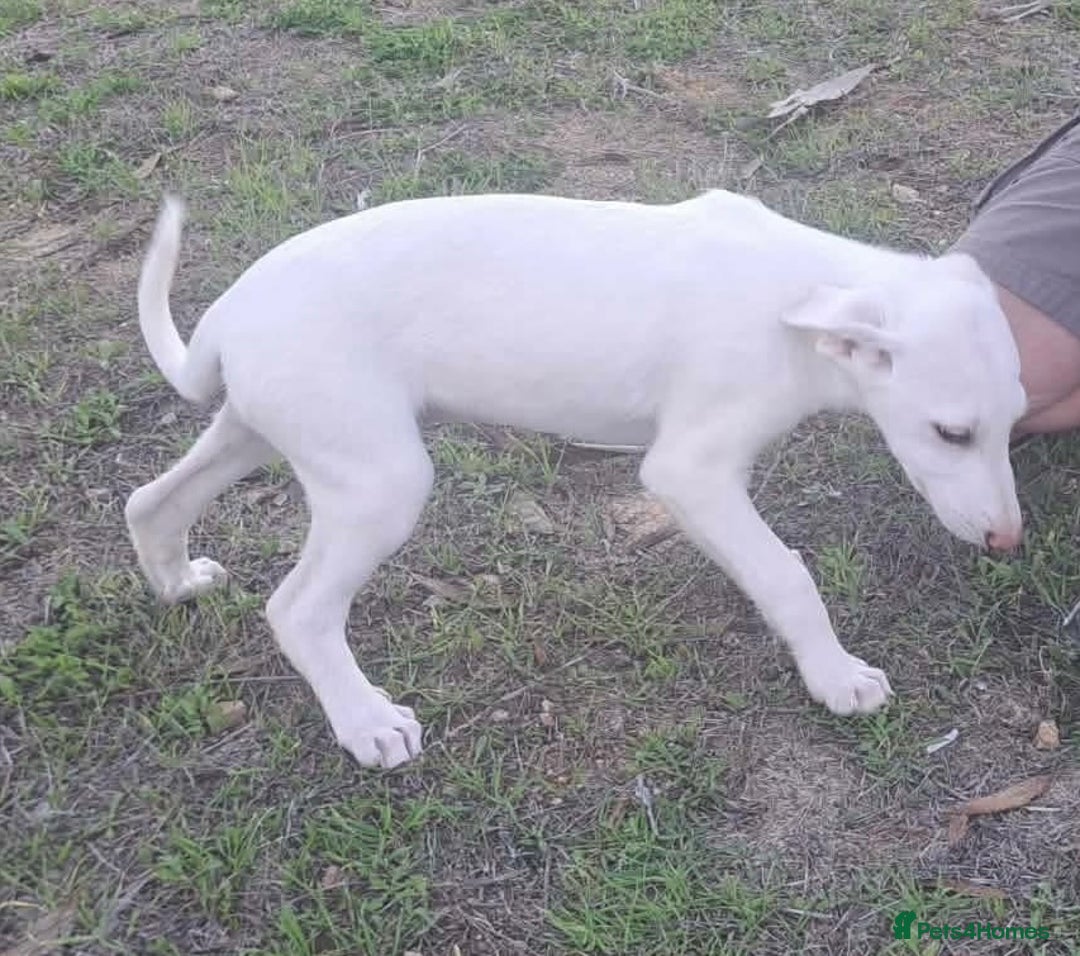 Mixed Breed dogs for adoption: Holly needs a loving home - Advert 15