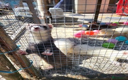 Ferret rodents for sale: Workers/ semi angoras  - Image 1