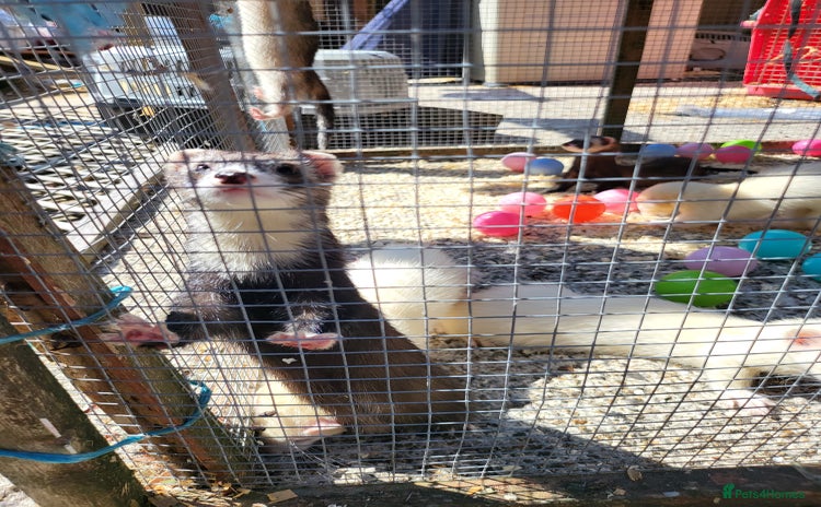 Ferret rodents - Advert 1