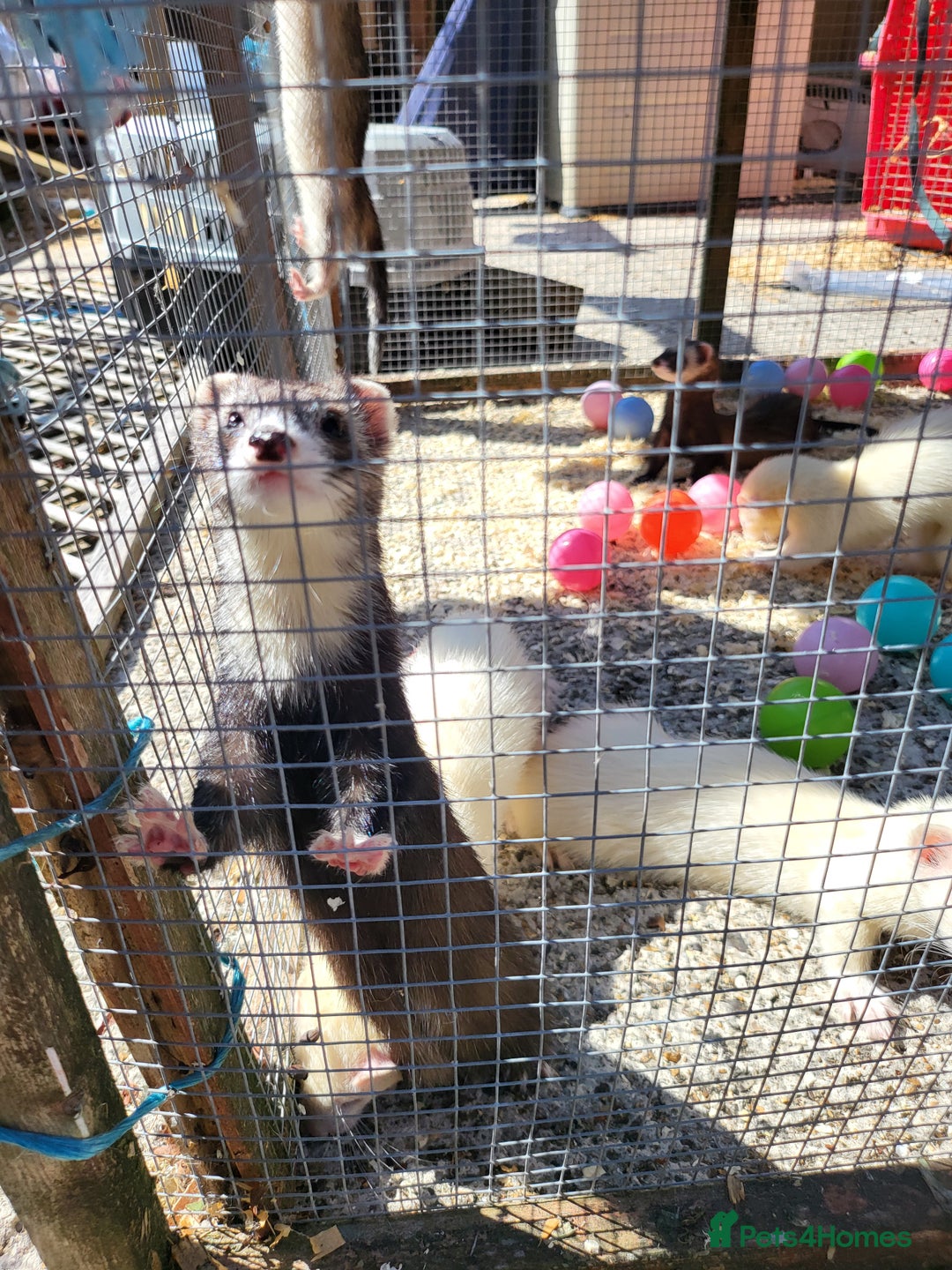 Ferret rodents for sale: Workers/ semi angoras  - Image 1