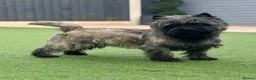 Cairn Terrier dogs for sale: KC pups off Health Tested parents, avail 11th Oct - Advert 11
