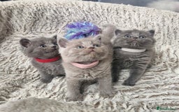 British Shorthair cats for sale: British blue and lilac shorthair - Image 1