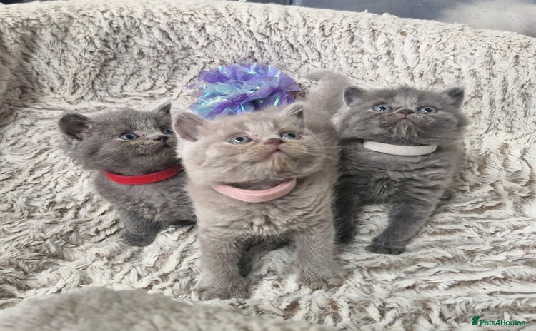 British Shorthair cats - Advert 13