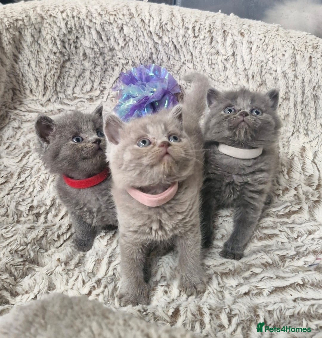 British Shorthair cats for sale: British blue and lilac shorthair - Image 1