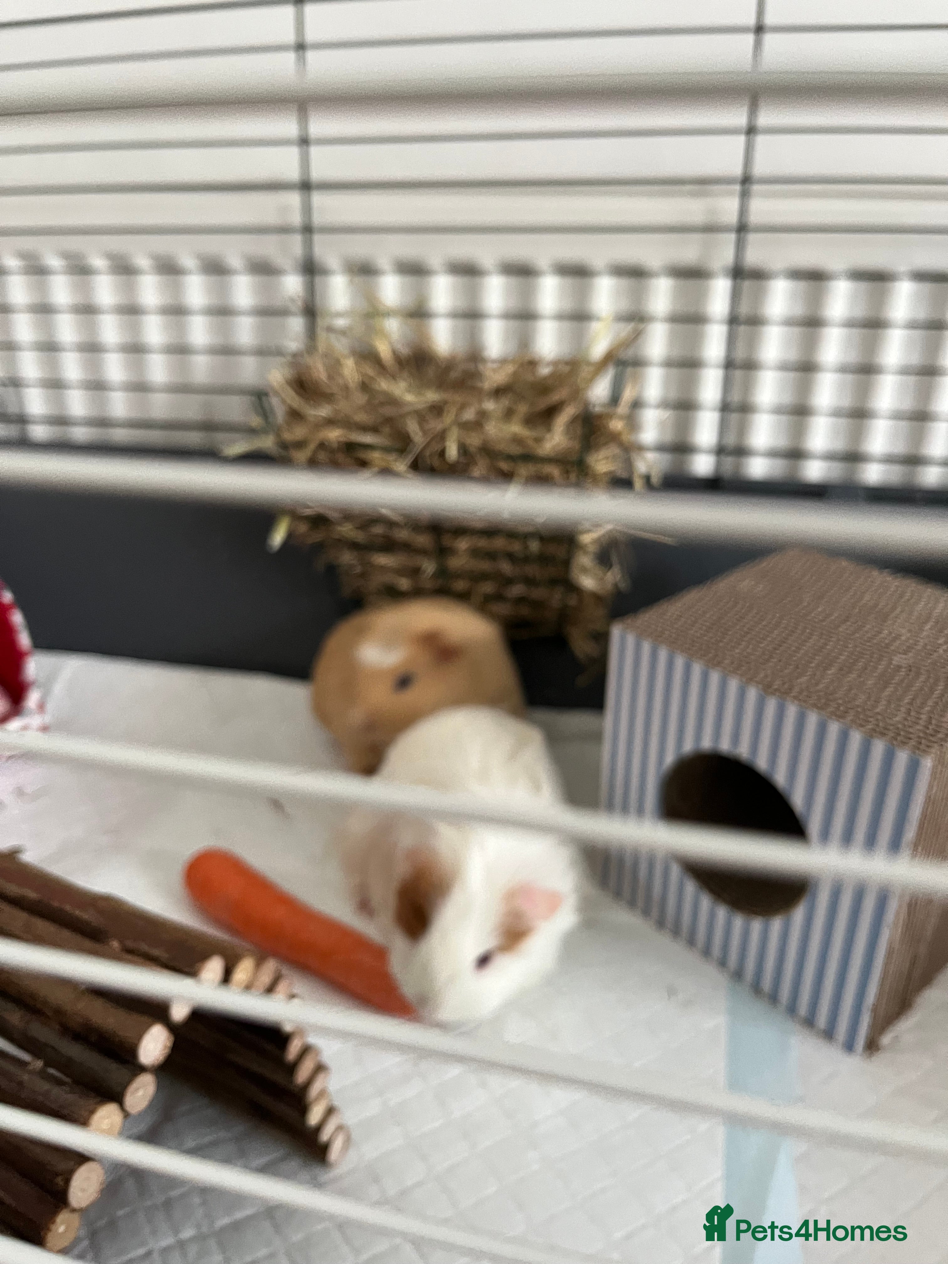 Guinea Pig rodents 2 female guinea pigs for sale  - Advert 4