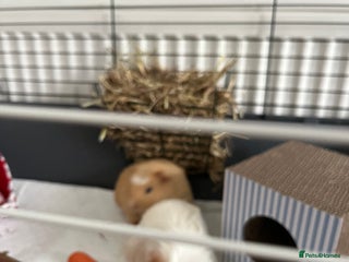 Guinea Pig rodents 2 female guinea pigs for sale - Advert 4