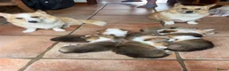 Welsh Corgi Pembroke dogs for sale: KC Registered Pembroke Welsh Corgi Puppies - Advert 7