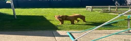 Dogue De Bordeaux dogs for sale: Bobby - Adult Dogue De Bordeaux - Advert 3