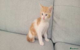 Mixed Breed cats for sale: Little kitten ready 10th August read listing  - Image 10