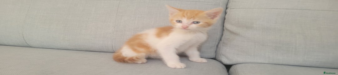 Light ginger boy blue eyes
