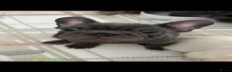 French Bulldog dogs for sale: Floodle Frenchie puppies  - Advert 6
