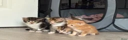 Mixed Breed cats for sale: Lovely Trio of Tabby & White Kittens – 5 Weeks Old - Advert 2