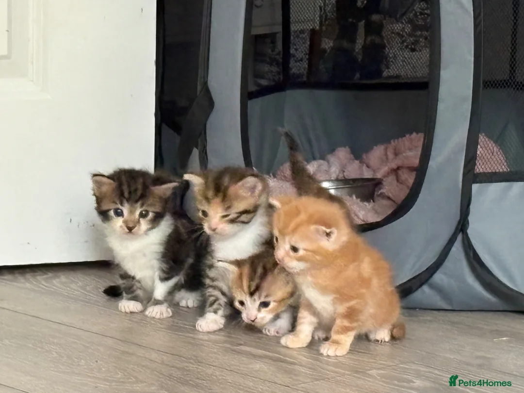Mixed Breed cats for sale: Lovely Trio of Tabby & White Kittens – 5 Weeks Old - Advert 2