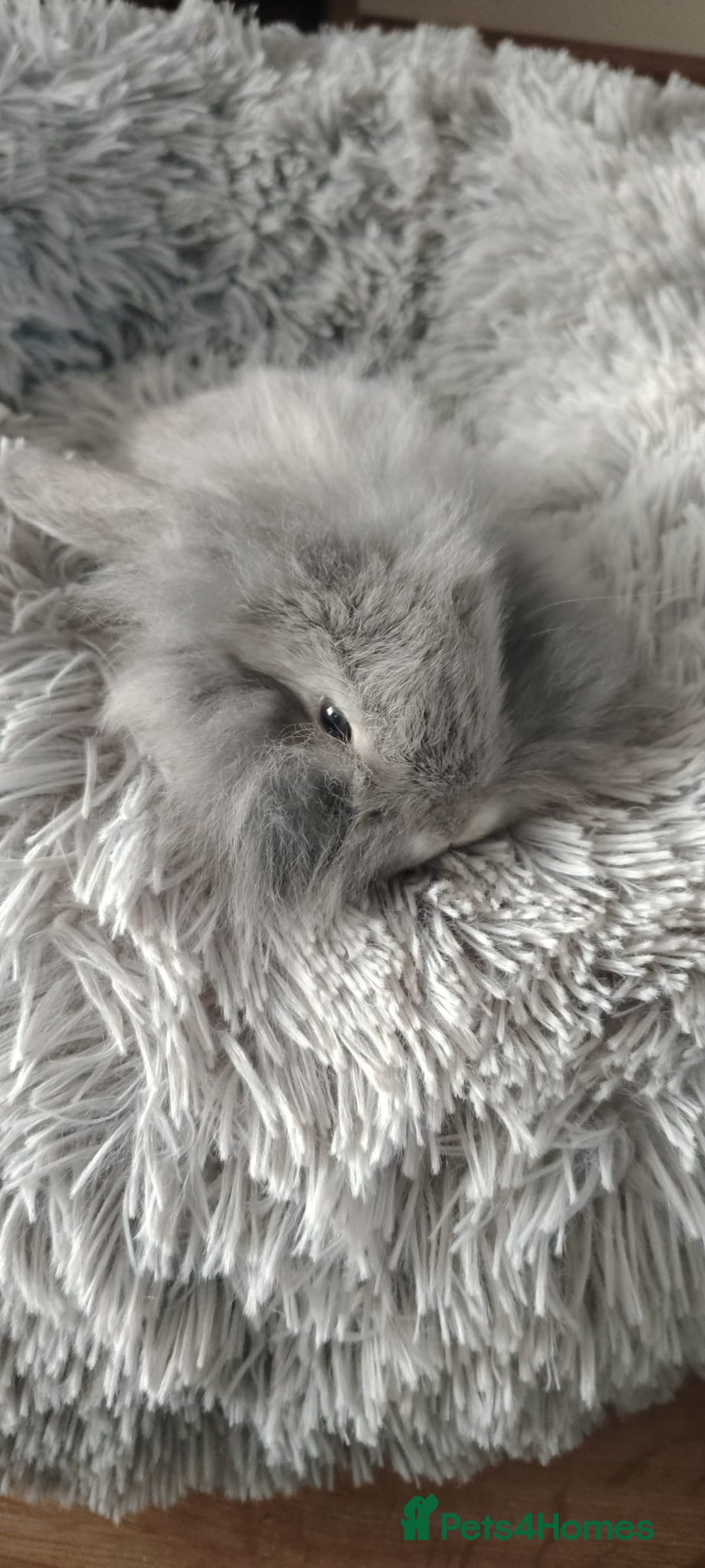 Mini Lop rabbits for sale: Beautiful Mini Lop Babies - 6 to choose from  - Image 20