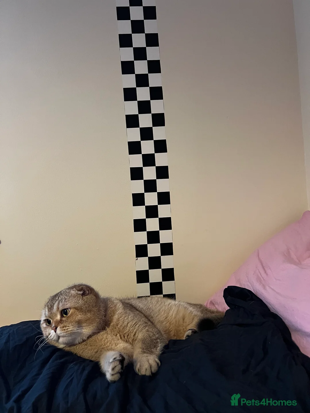 Scottish Fold cats for sale: Scottish fold for sale  - Advert 11